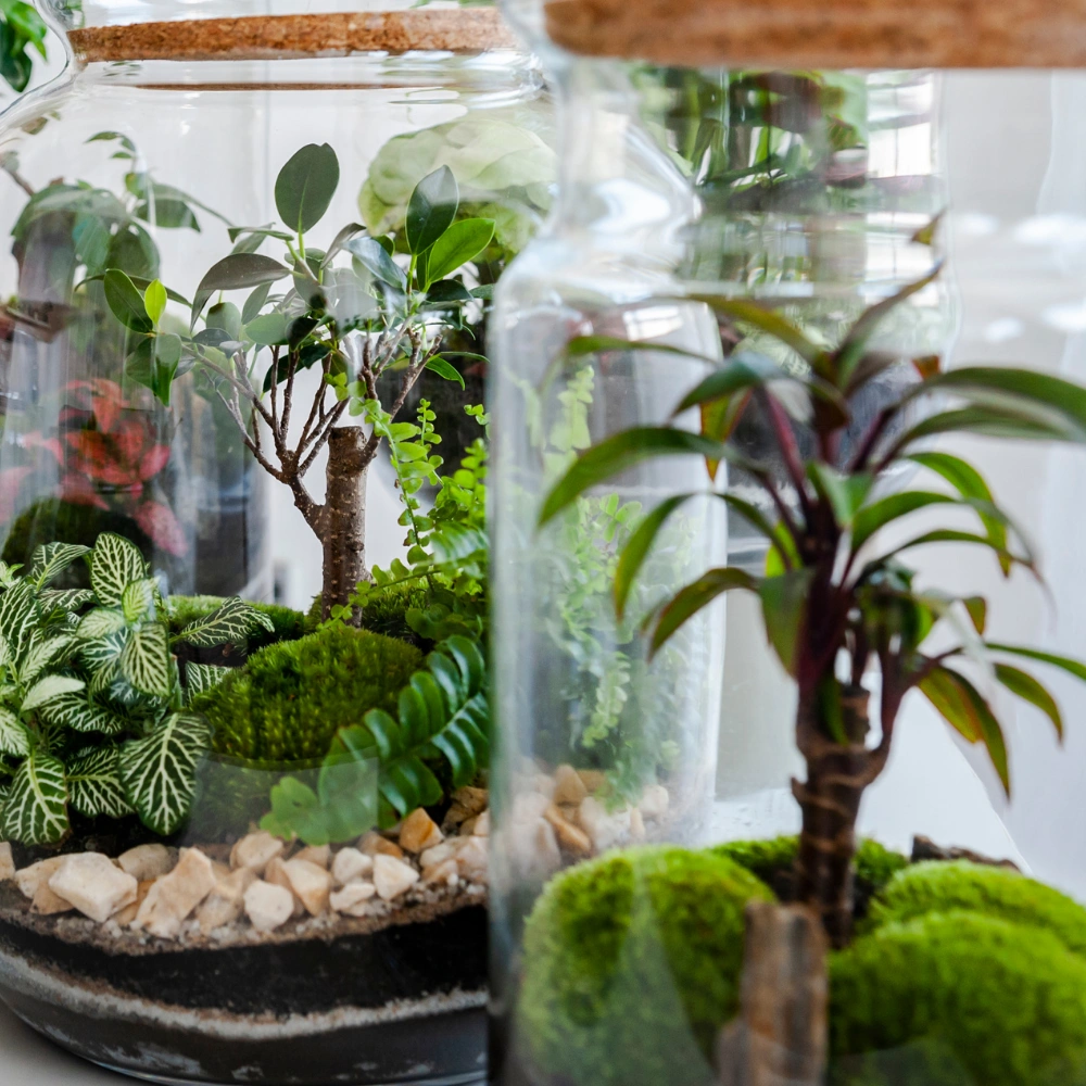 Na grafice znajdują się miniaturowe ogrody zamknięte w szklanych pojemnikach, tworzące zieloną kompozycję.